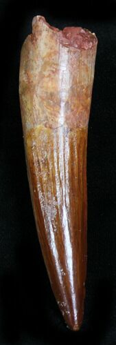 Quality Spinosaurus Tooth - Great Tip #21985